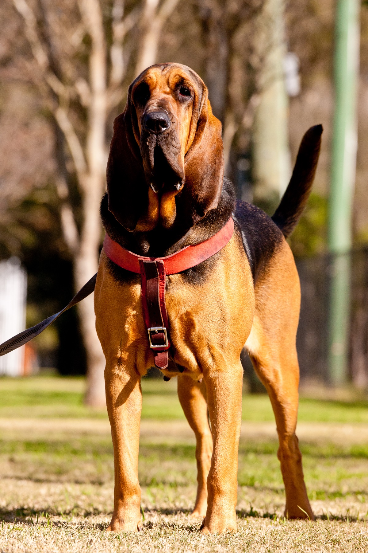 Bloodhound