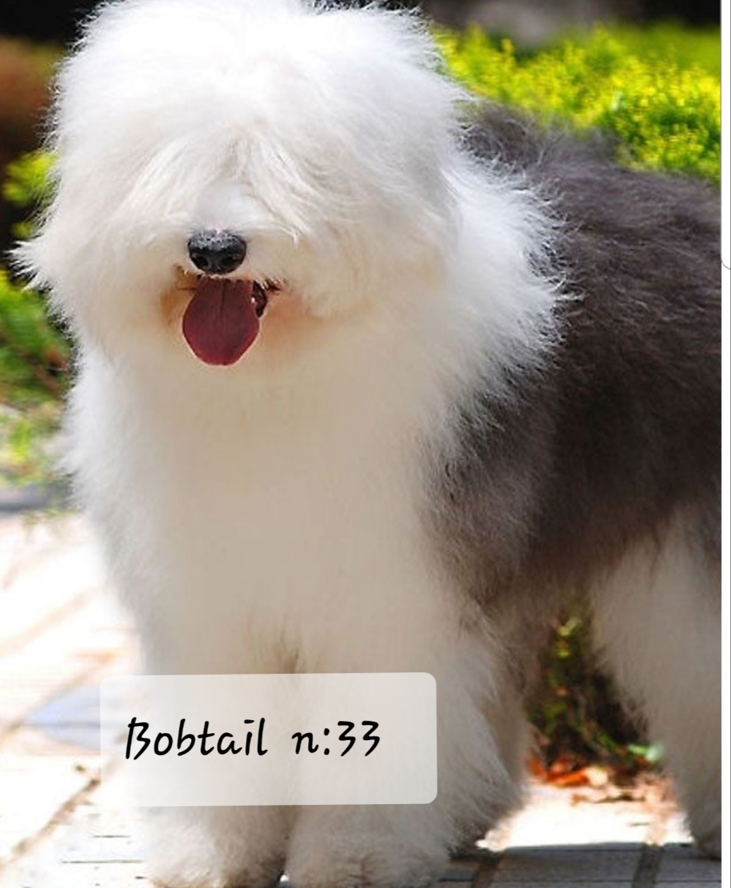 Bobtail