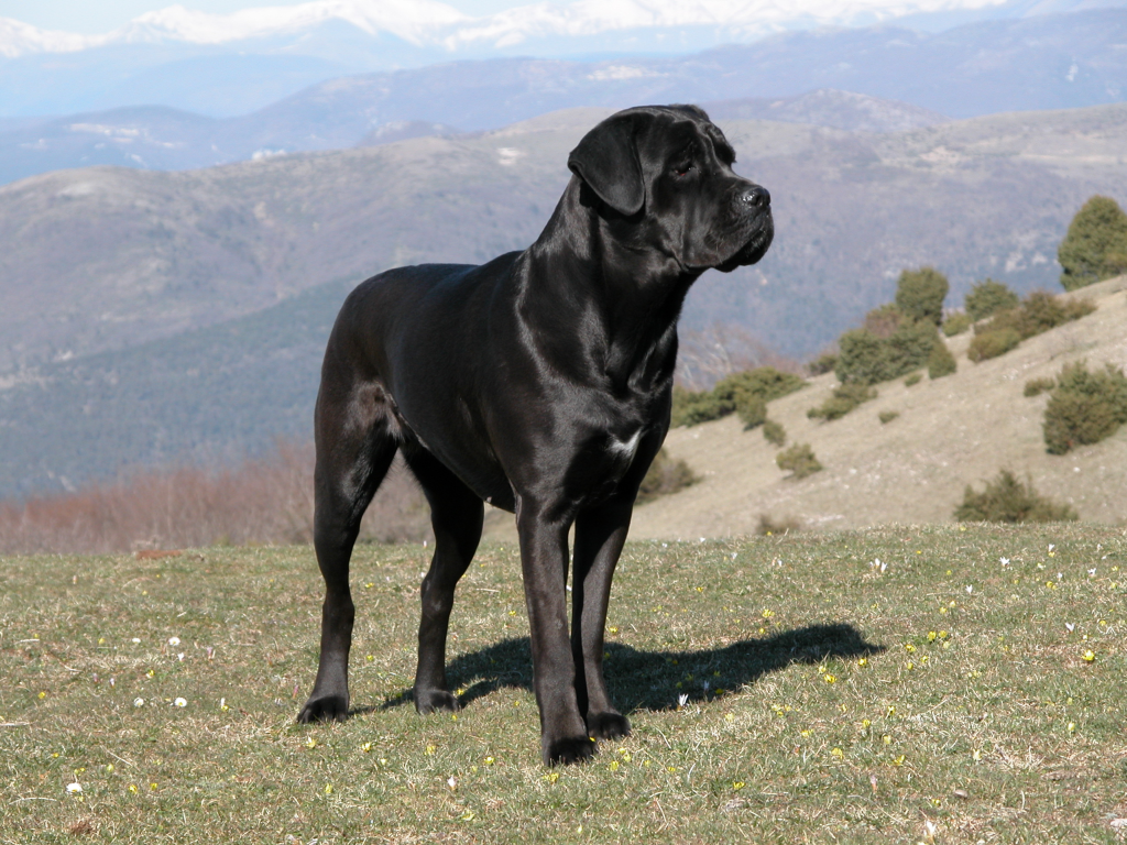 Cane Corso