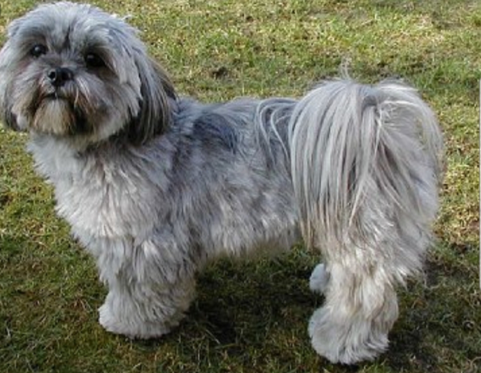 Lhassa Apso