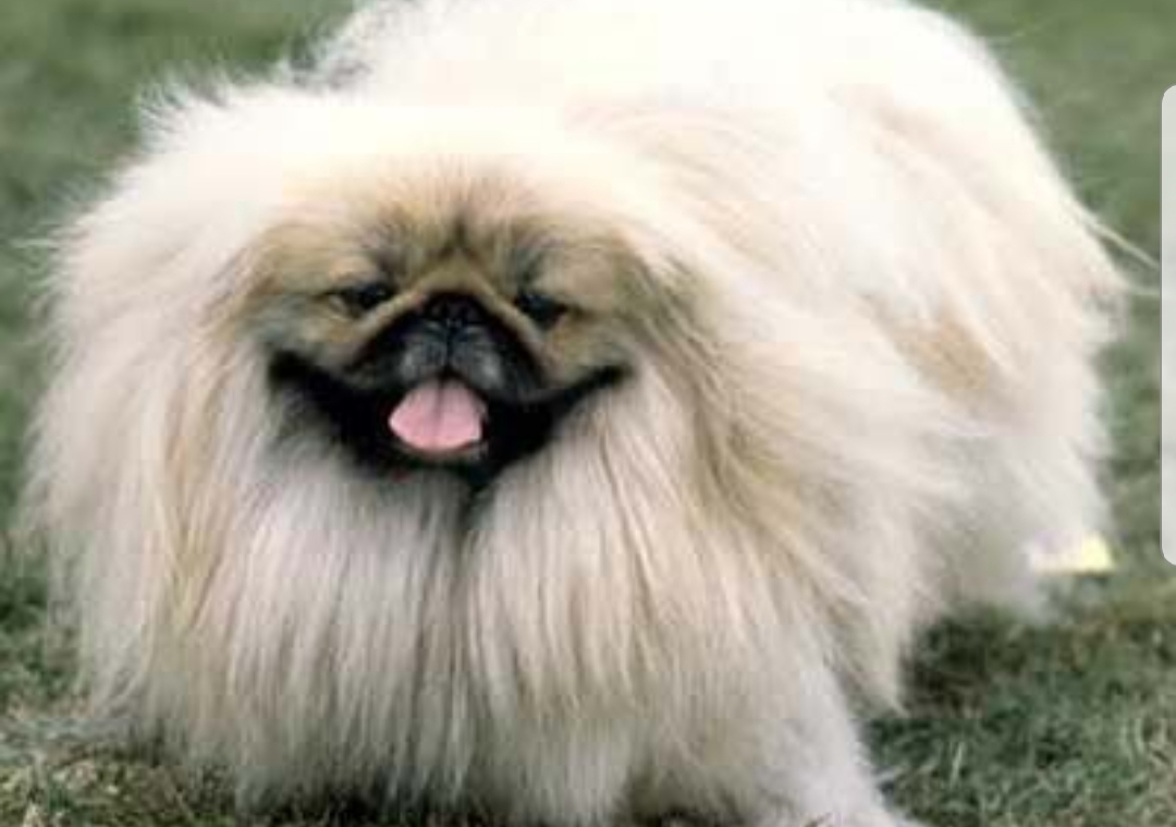 Pekinois