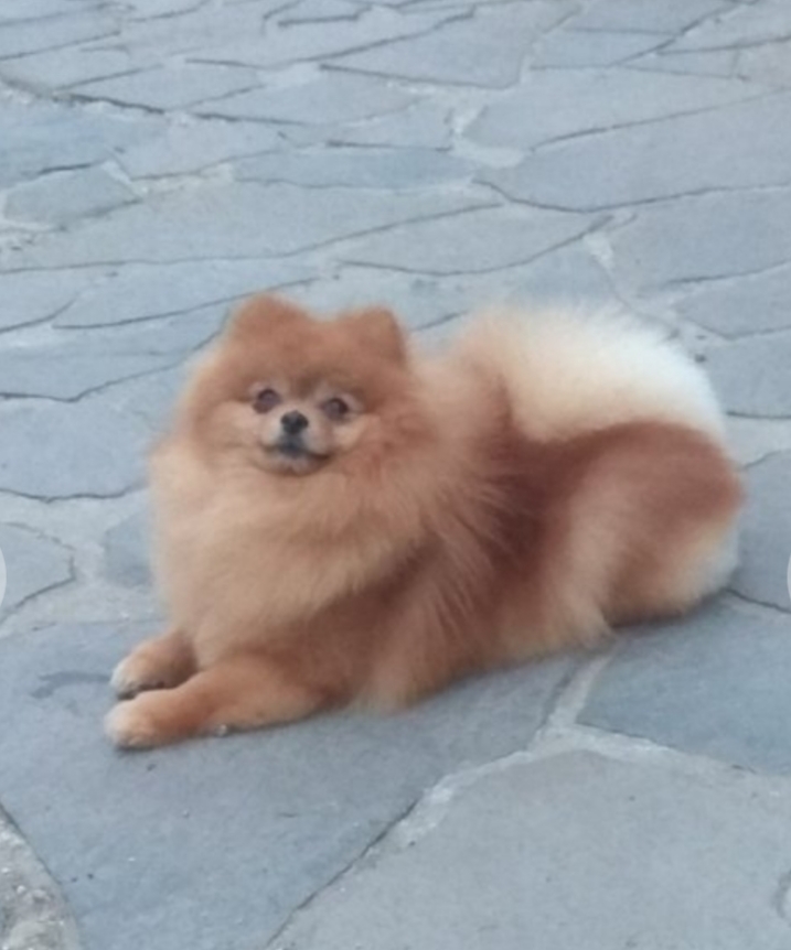 Pomerania