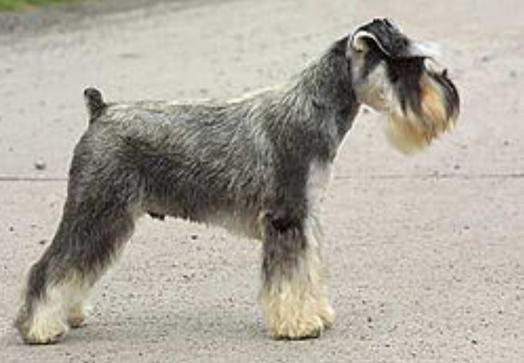 Schnauzer Mini