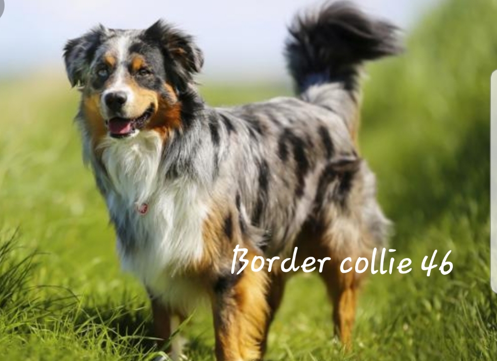 Border Collie 46