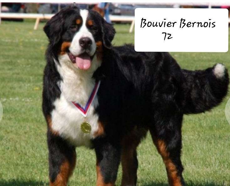 Bouvier Bernois 72