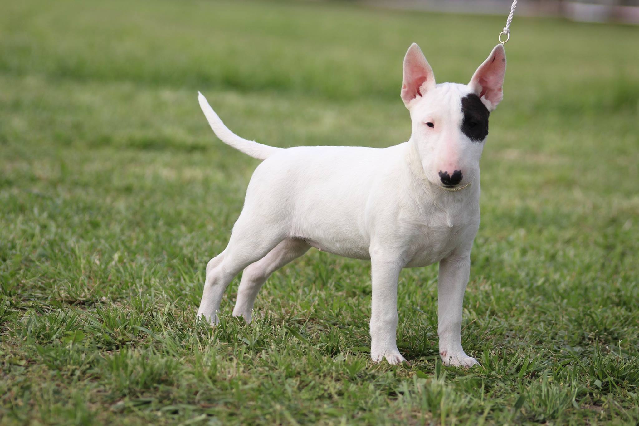 Bull Terrier