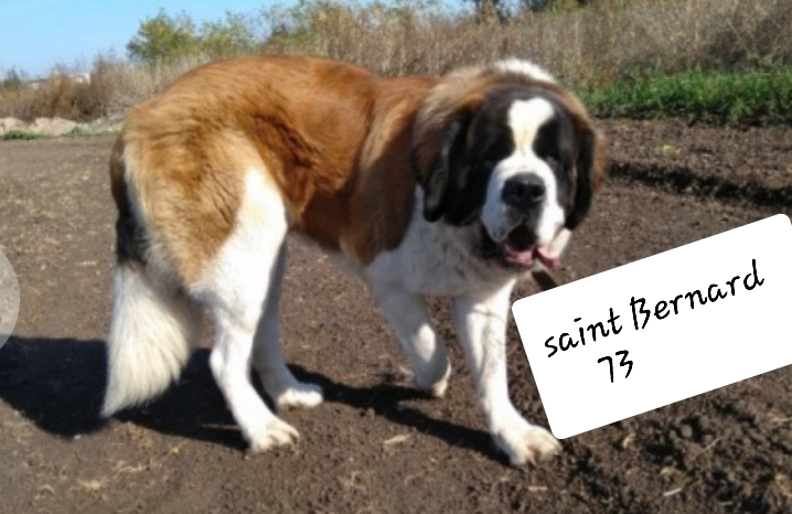 Saint Bernard 73